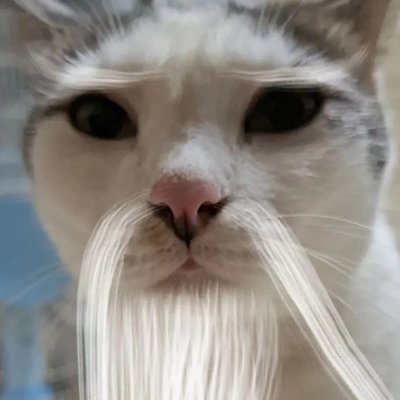 stillyourcat_94's profile picture