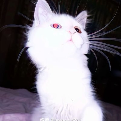 0vb's profile picture