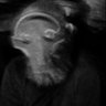 Profilbild von El Barba Roja blue check