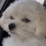 SXY's profile picture