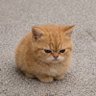 绫希 profil fotoğrafı