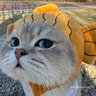 KɑɑƞGlσʋʮ ไม่ชอบเสียงดัง🇹🇭's profile picture
