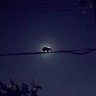 liveflower's profile picture