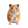 GIRA TINA profil fotoğrafı