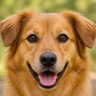 Profilbild von PawMud