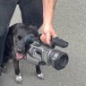 Dixon profil fotoğrafı