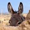 Фото профиля غريب النفس 🔻