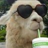 Hammackunt 6.0™ 🟥⬜️🏴󠁧󠁢󠁳󠁣󠁴󠁿's profile picture