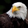 Profilbild von Kat🦅