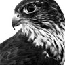عبـدالله حـسين الدليمي's profile picture