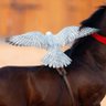 رهن profil fotoğrafı