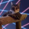 PORTAL KITTY PURRY 的头像