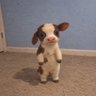 binky 🐄 profil fotoğrafı