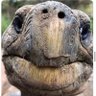 Jonathan The Tortoise's profile picture