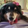 Gerdi_R.I.P._MY BELOVED DOG🙏🏼❤️‍🩹😭🕊's profile picture