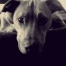 dean scales's profile picture