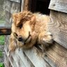 ಠ_ಠ's profile picture