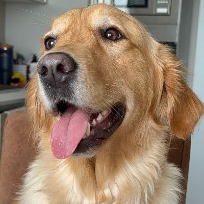 Paws For Hope 🐾's profile picture
