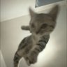 kiee ミ🏴🇫🇰 profil fotoğrafı
