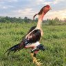 Kukruyu's profile picture