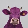 Purple Cow 的头像