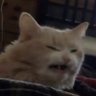 Profilbild von KirbyYoshiFan