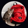 Profilbild von Cat with ๐