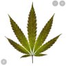Profilbild von FadeTheChiefs