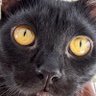 Clo Cat™ 的头像