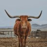 Bray's profile picture