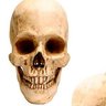 Profilbild von Skelly bob