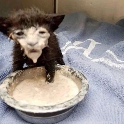 JvanoFN's profile picture