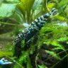 Фото профиля shrimplants