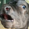 ぽんず🐮 的头像