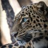 Leopard 🐆 profil fotoğrafı