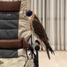 النّوري 的头像