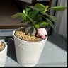Фото профиля くさ🌱