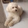 Bli profil fotoğrafı