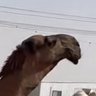 Profilbild von حـزامـ