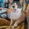Liese Habakuk's profile picture