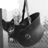 Dodge_V.20's profile picture
