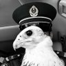 Profilbild von معقب