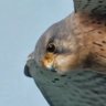 Great Afghanistan profil fotoğrafı
