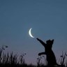 Profilbild von 🌜🐾🐾👣🐾🐾🎃