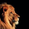 Profilbild von Lion