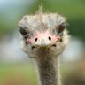 sosia do Merz profil fotoğrafı