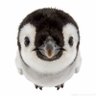 EthanWeldz 🐧 profil fotoğrafı