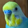 インコ profil fotoğrafı
