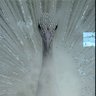 Фото профиля Jesandres Calderon