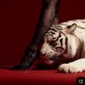 luna👁️ profil fotoğrafı